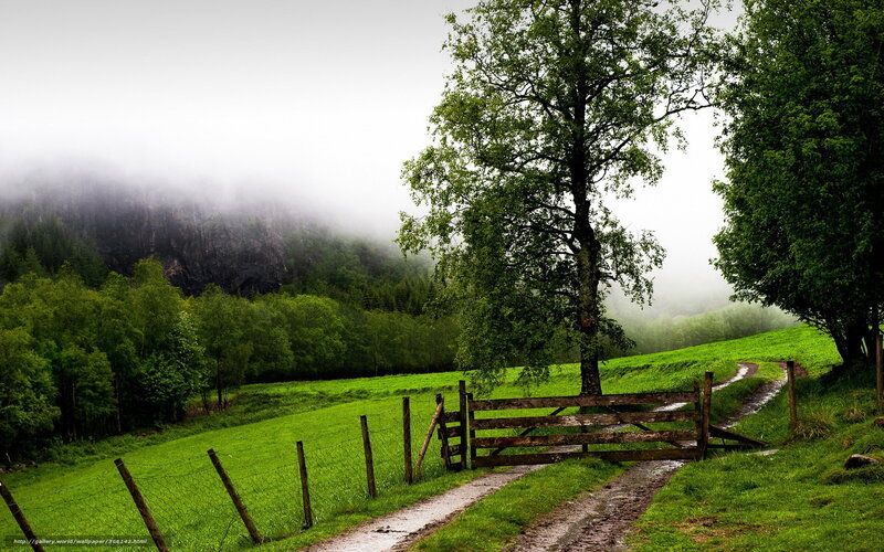 Muddy Path with Gate — Green, Misty