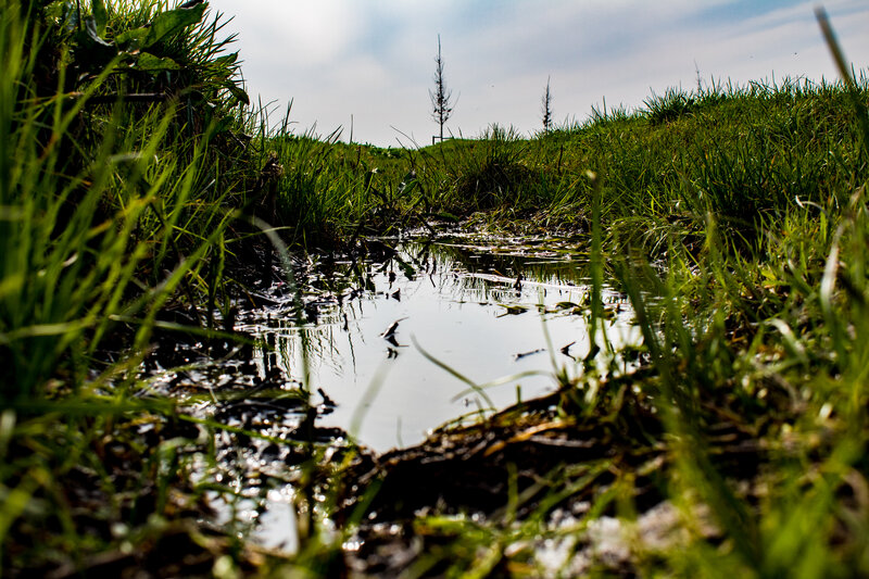 Muddy Puddle in Grass