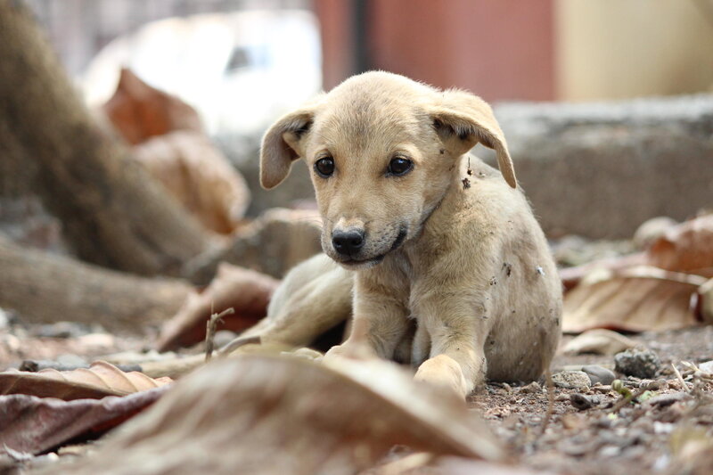 Muddy Puppy on Ground
