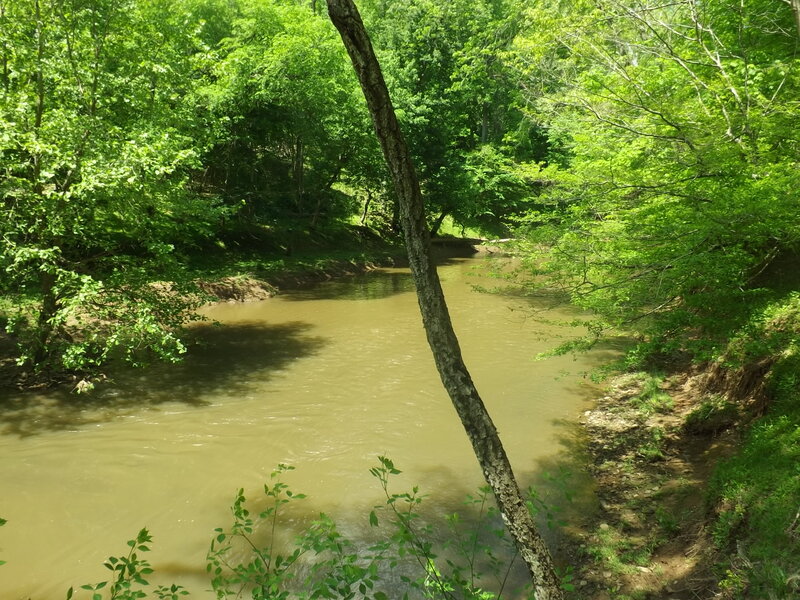 Muddy River in Forest — Green, Serene