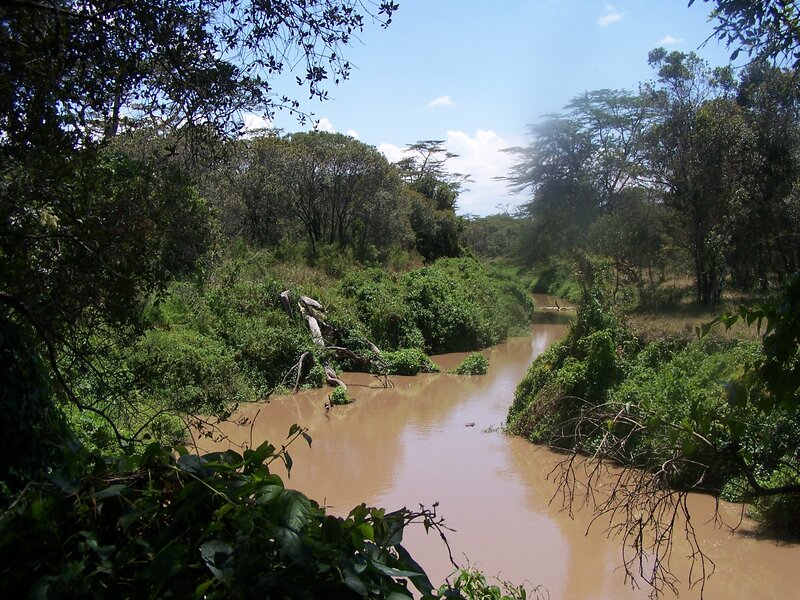Muddy River in Forest — Green