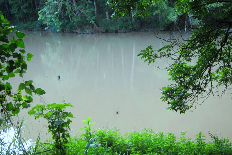Muddy River in Forest
