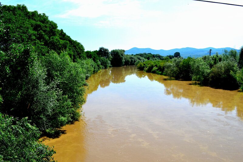 Muddy River with Trees