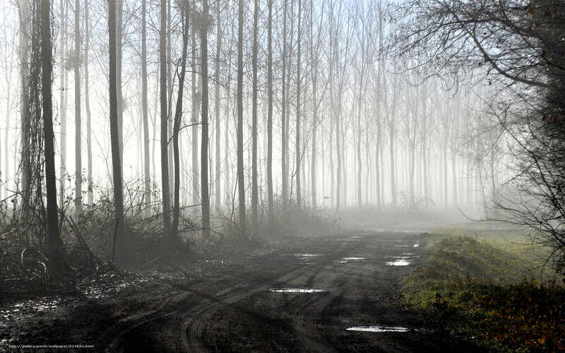 Muddy Road in Forest
