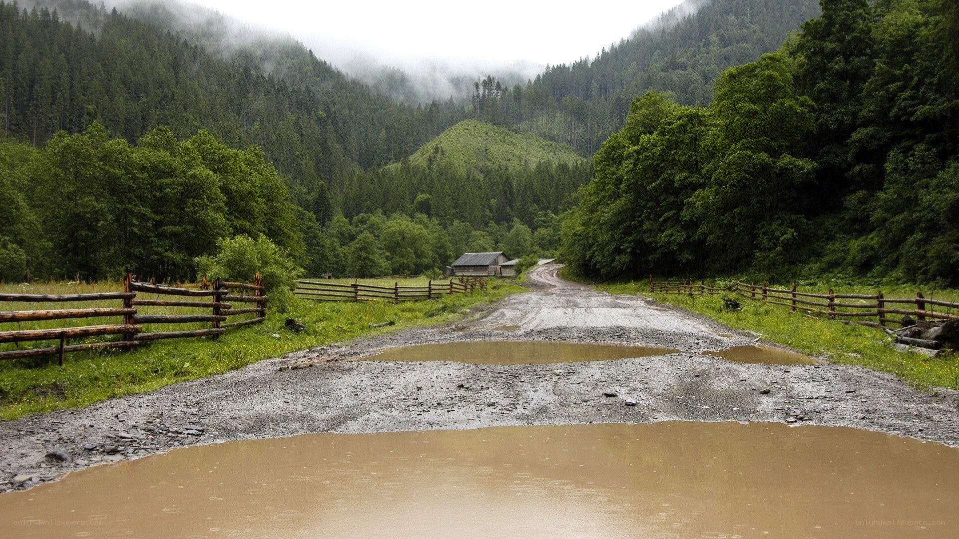 Muddy road in forest valley