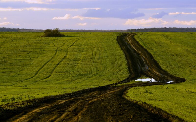 Muddy road through green fields