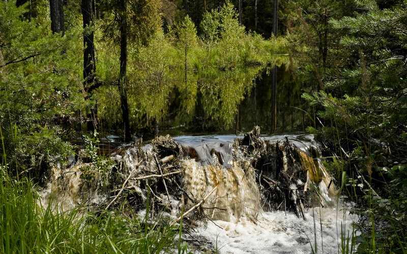 Muddy Stream in Forest — Green