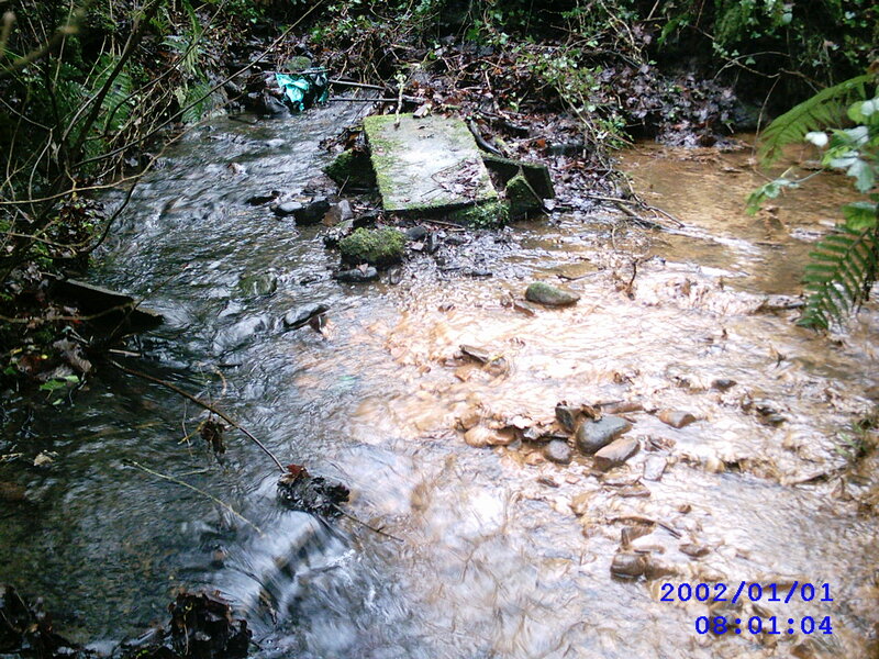 Muddy Stream in Forest