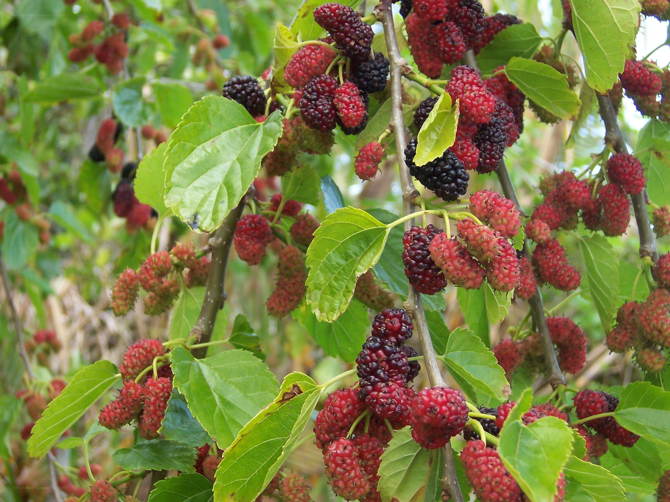 mulberry bush with ripe fruit