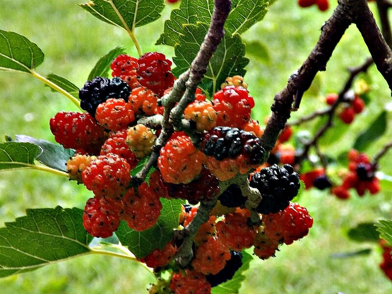 Mulberry Cluster on Branch