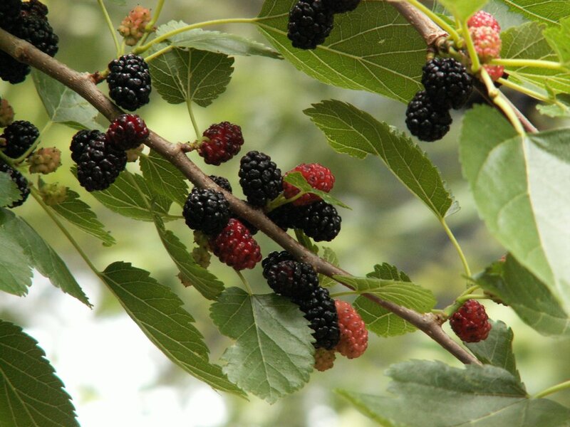 Mulberry Fruits on Branch