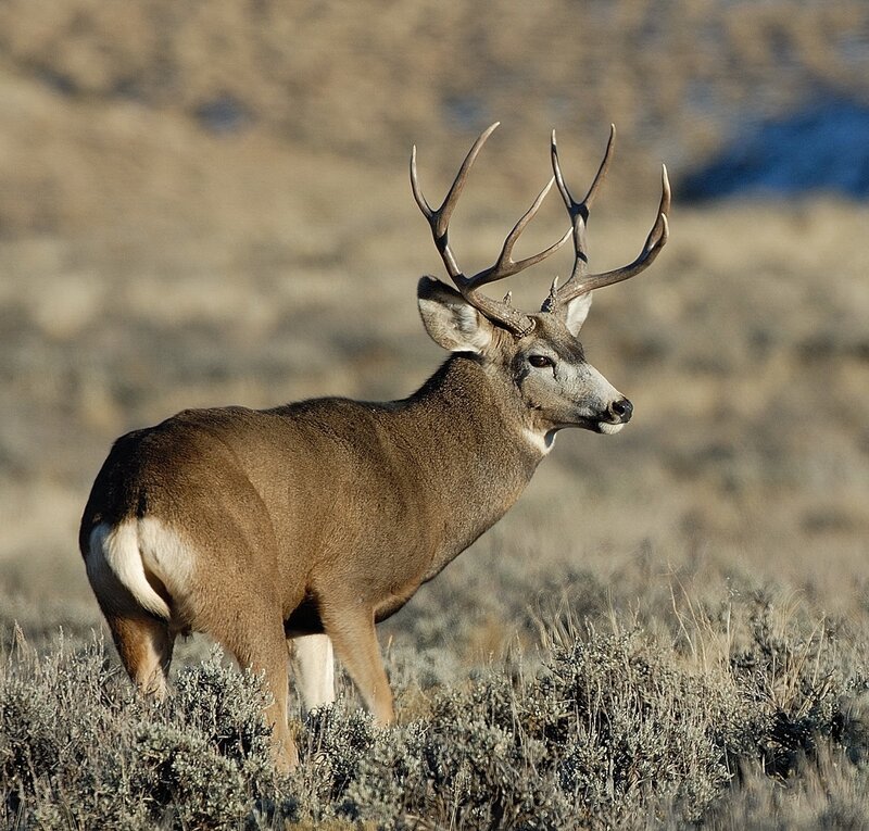 Mule Deer Buck — Brown, Alert