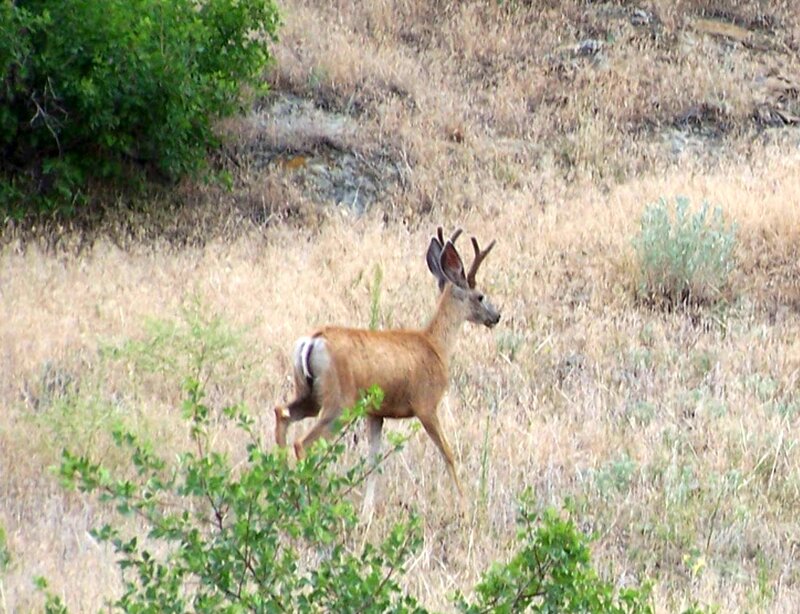 Mule Deer Buck — Brown, Calm