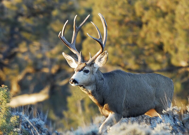 Mule Deer Buck — Brown, Natural