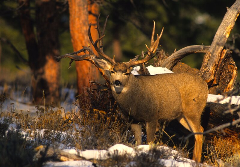 Mule Deer Buck — Brown, Natural, Winter