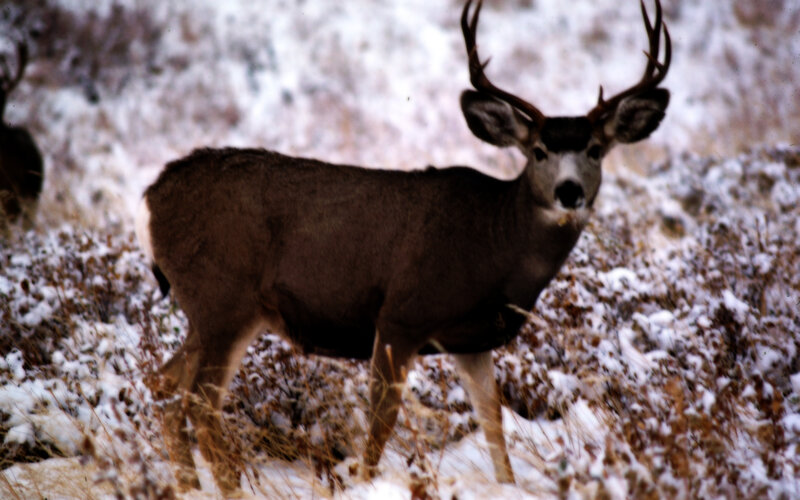 Mule Deer Buck — Brown