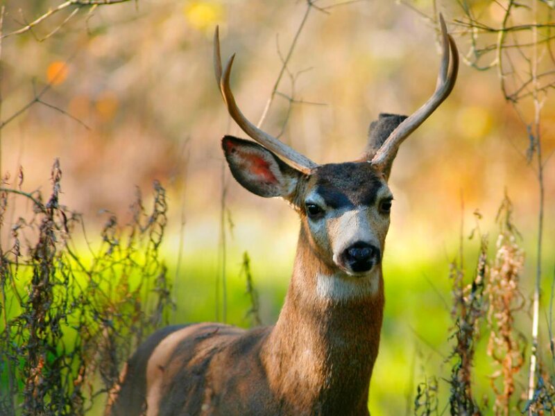 Mule Deer Buck