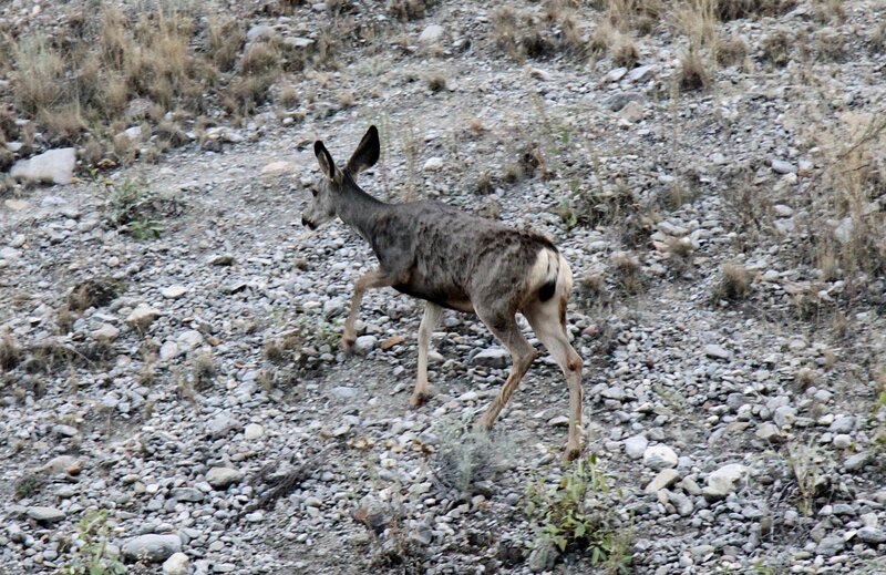 Mule Deer Walking