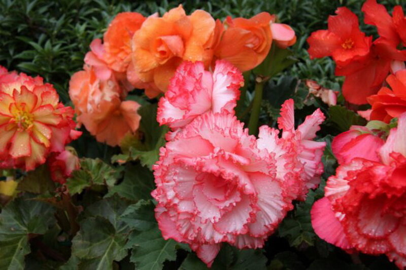 Multicolored Begonia Flowers