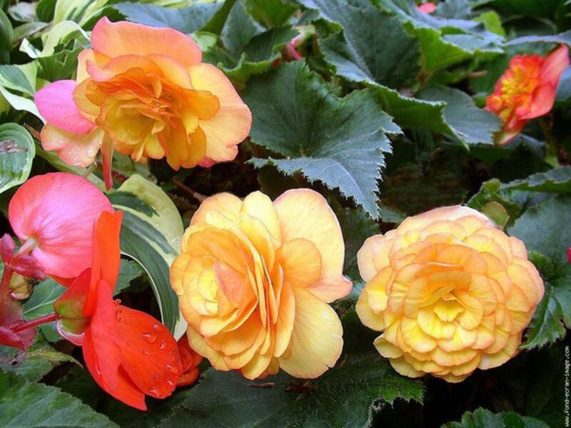 Multicolored Begonia Flowers — Yellow