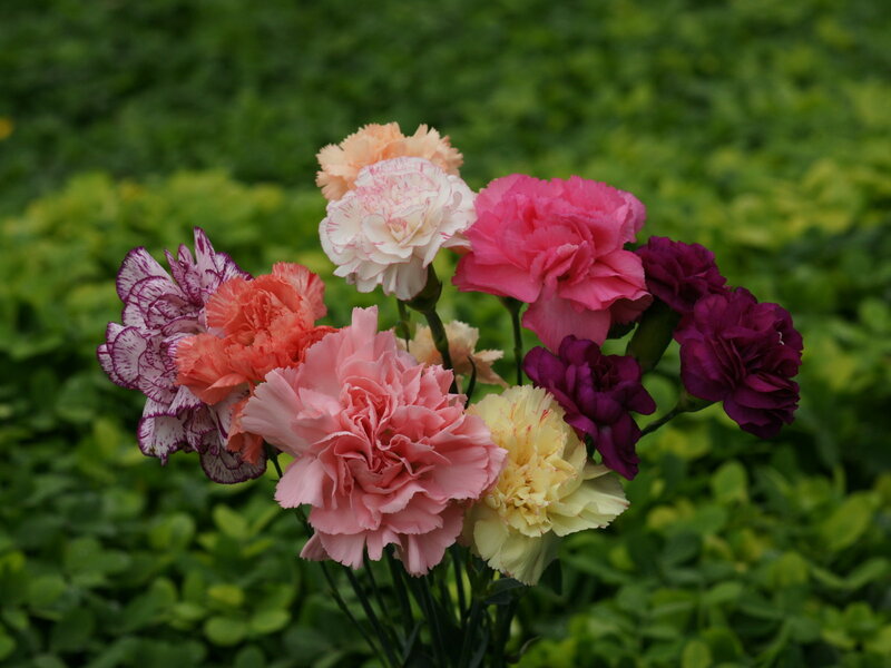 Multicolored Carnations