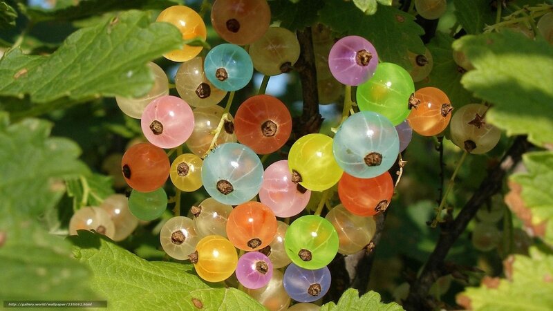 Multicolored Currant Berries
