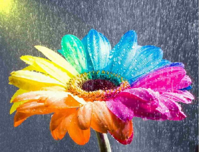 Multicolored Daisy Flower