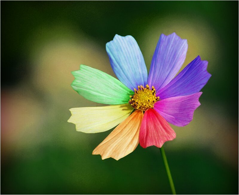 Multicolored Flower