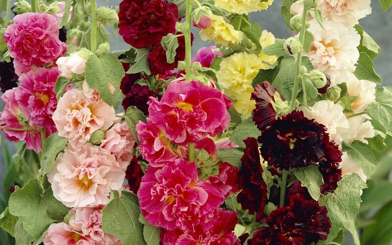 Multicolored Hollyhock Flowers — Pink