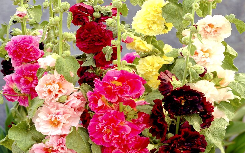 Multicolored Hollyhock Flowers