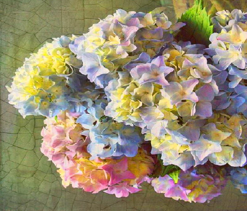 Multicolored Hydrangea Flowers