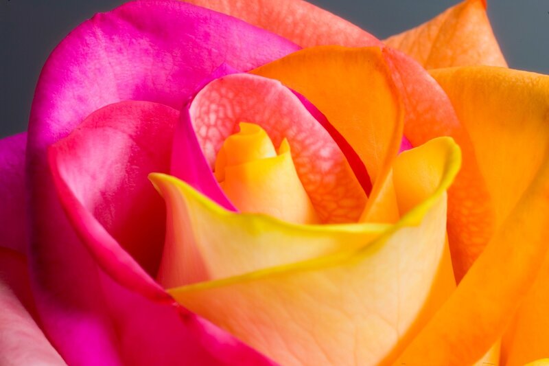 Multicolored Rose Bloom