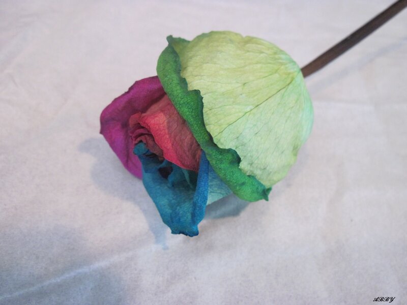 Multicolored Rose Bud