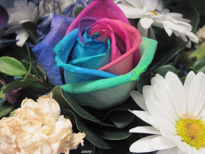 Multicolored Rose Flower — Blue, Calm
