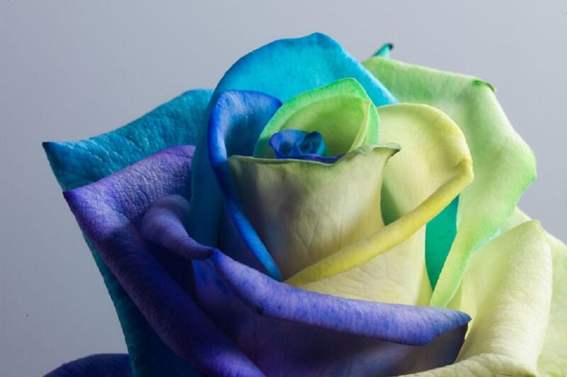 Multicolored Rose Flower — Blue