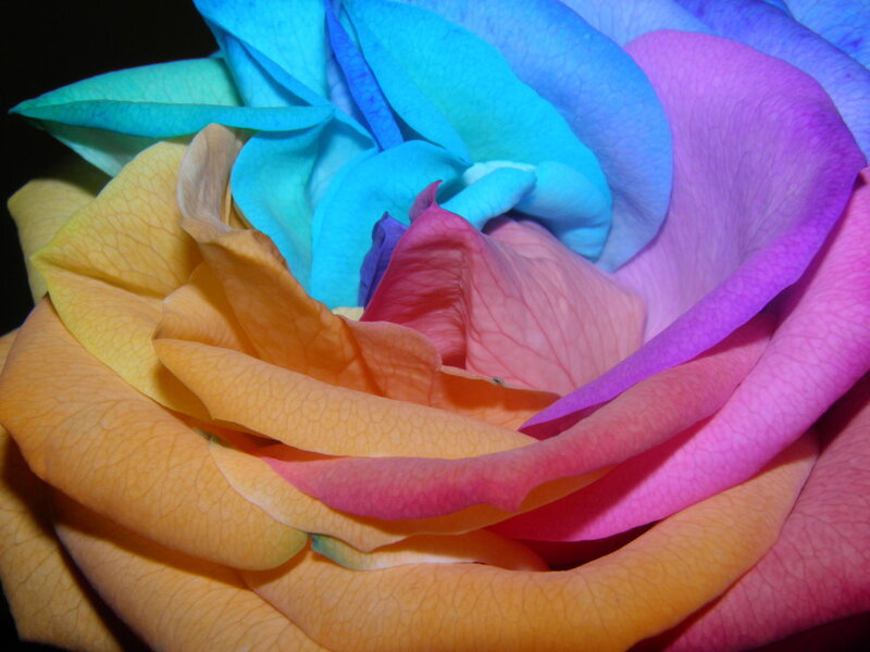 Multicolored Rose Flower — Blue, Vibrant