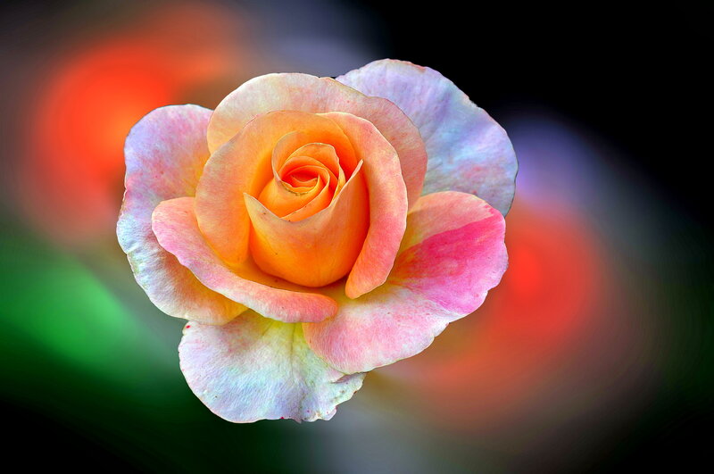 Multicolored Rose Flower — Orange, Serene