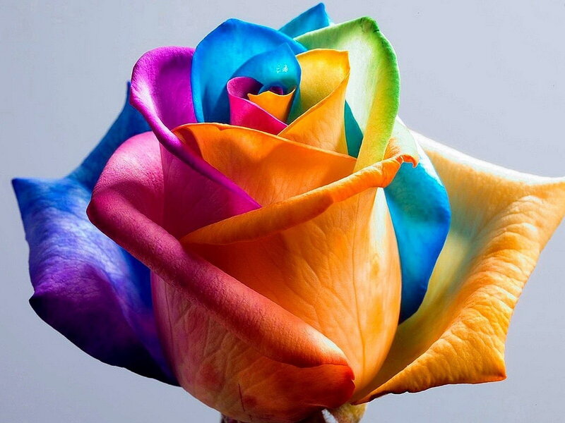 Multicolored Rose Flower — Orange