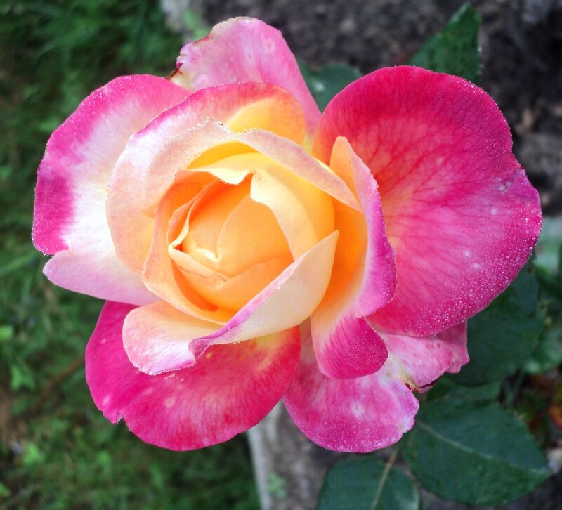 Multicolored Rose Flower — Pink, Calm, Morning