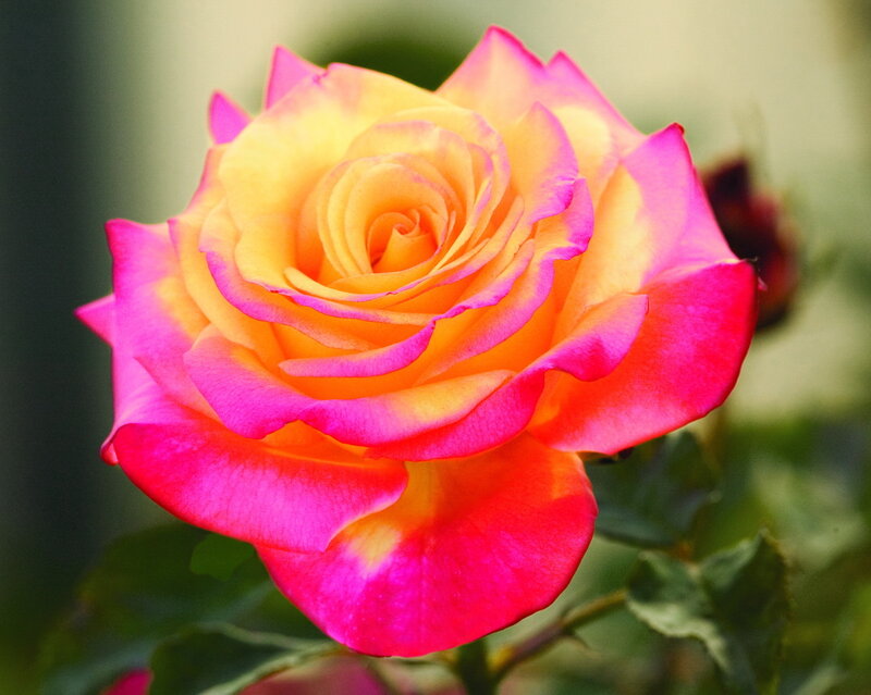 Multicolored Rose Flower — Pink, Calm, Photograph, Green Leaves