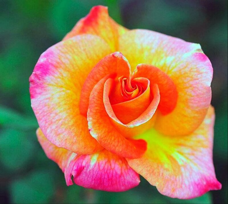 Multicolored Rose Flower — Pink, Calm, Photograph, Petals