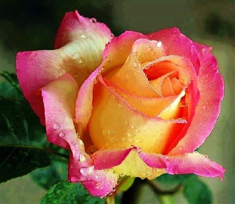 Multicolored Rose Flower — Pink, Calm, Photograph, Petals, Water Droplets
