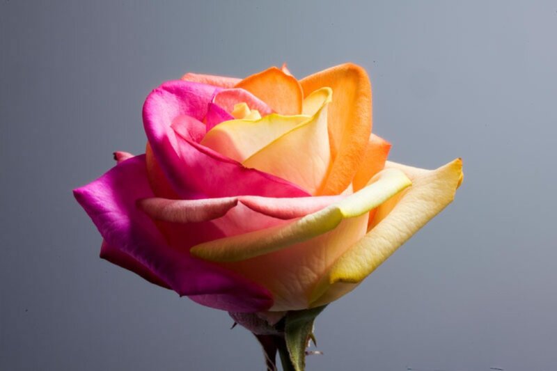 Multicolored Rose Flower — Pink, Calm, Photograph