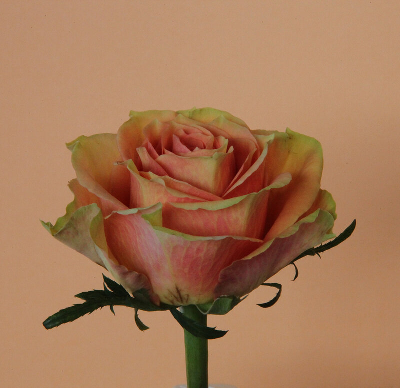 Multicolored Rose Flower — Pink, Calm