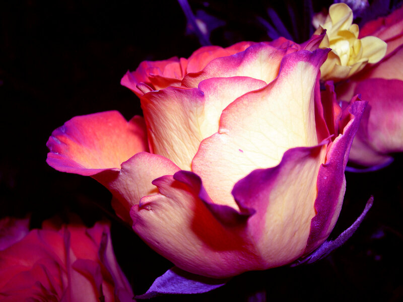 Multicolored Rose Flower — Pink, Dramatic, Night