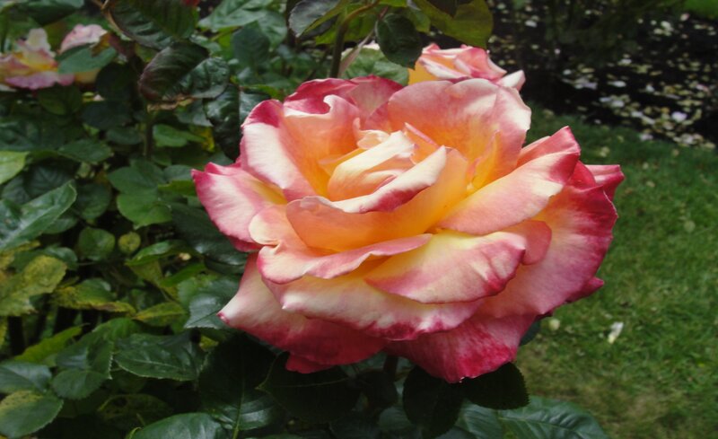 Multicolored Rose Flower — Pink, Serene, Afternoon