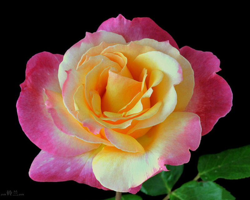 Multicolored Rose Flower — Pink, Serene, Photograph