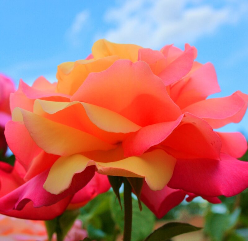 Multicolored Rose Flower — Pink, Serene
