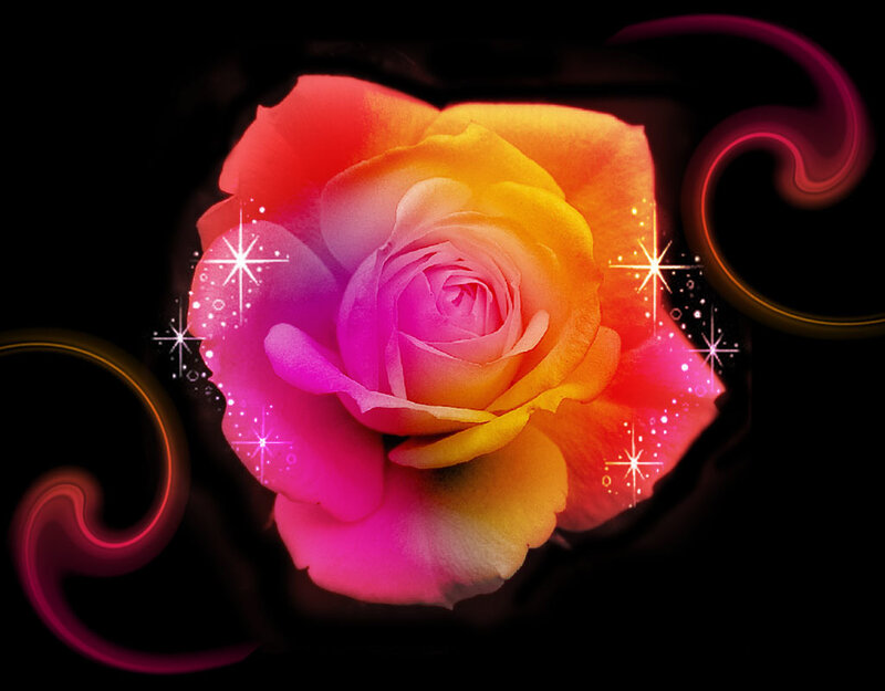 Multicolored Rose Flower — Pink