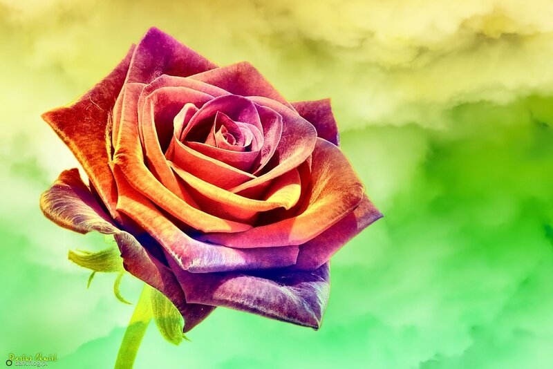Multicolored Rose Flower — Purple